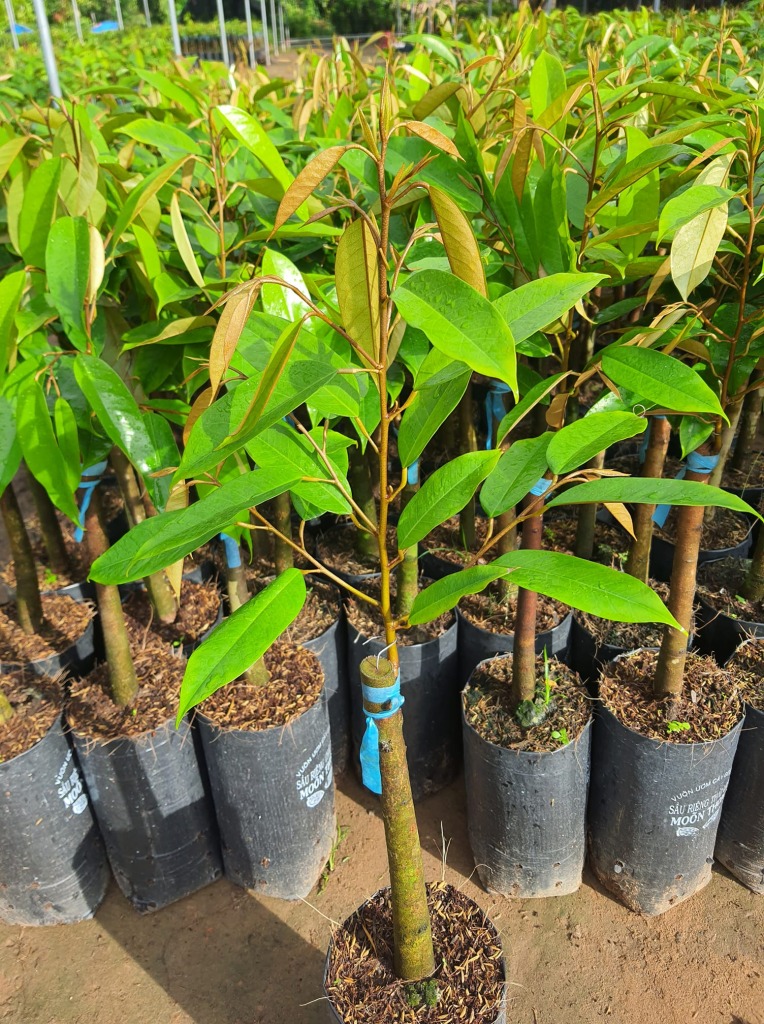 Top 3 giống cây sầu riêng được trồng phổ biến hiện nay 13 giống cây sầu riêng được trồng phổ biến