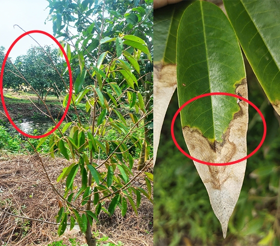 triệu chứng bệnh vàng lá trên sầu riêng