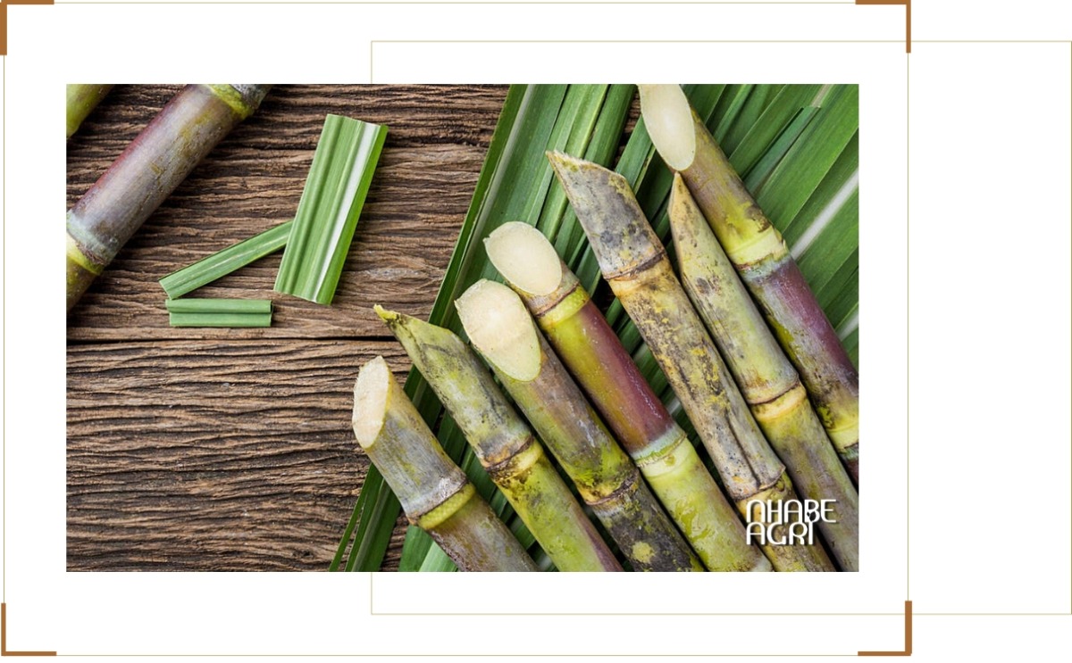 Cách nhận biết cây mía chín