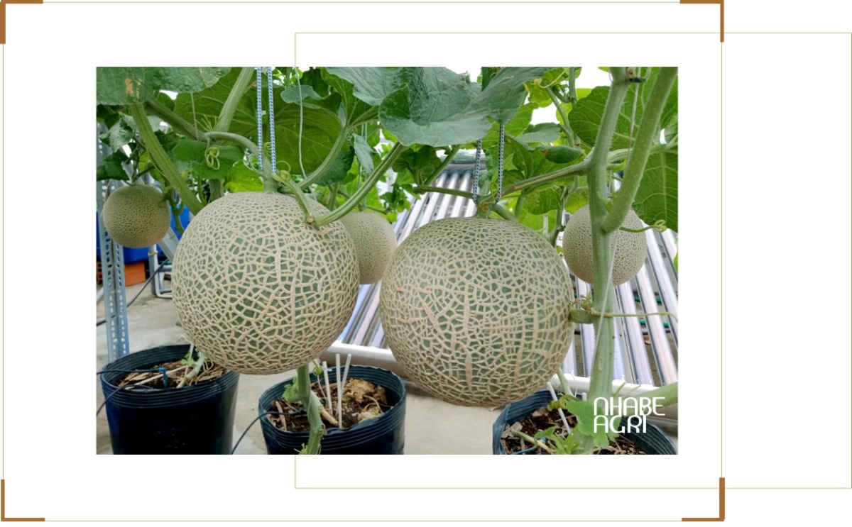 Cách trồng dưa lưới tại nhà, sân thượng và ban công