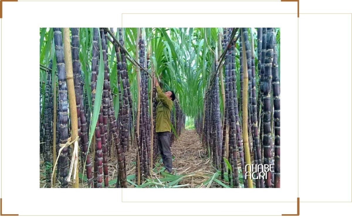 Cách trồng cây mía bằng hom