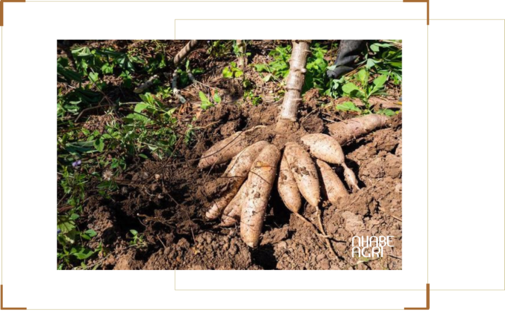 Cẩm nang cách trồng cây mì