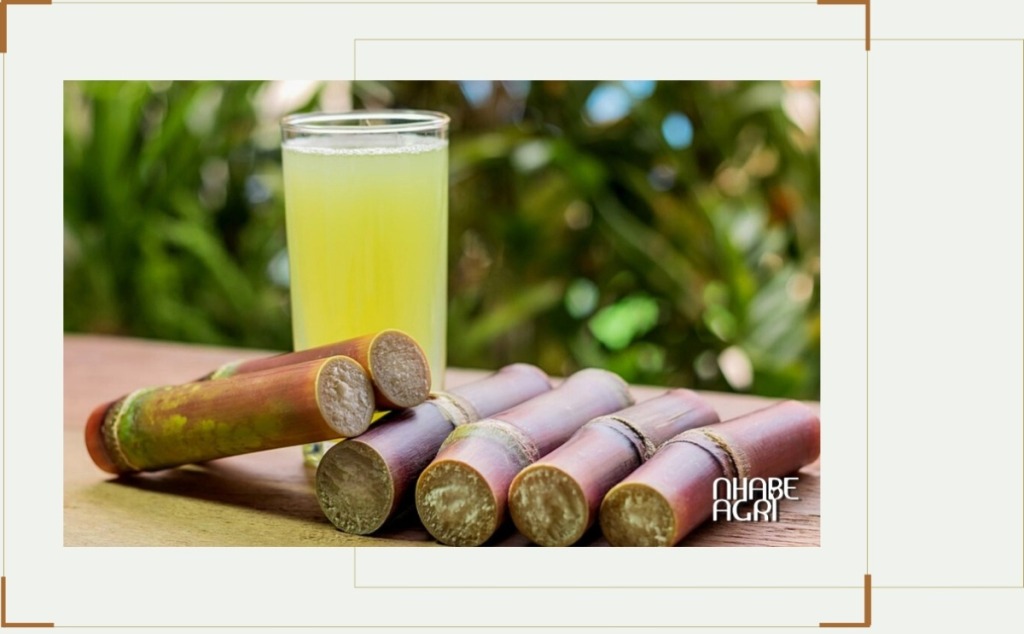 Cẩm nang cách trồng cây mía