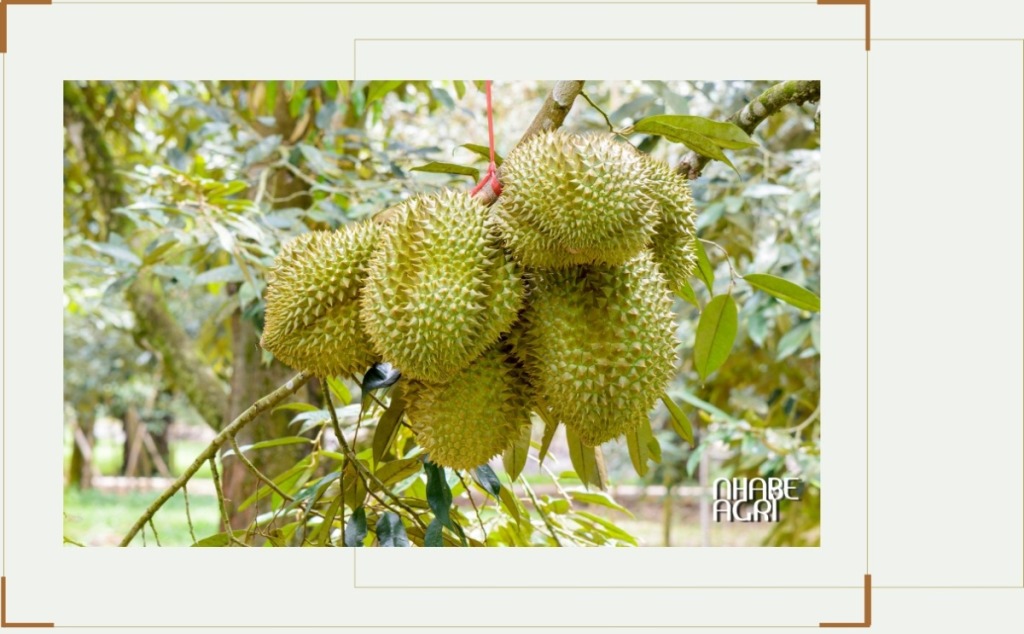 Cẩm nang cách trồng cây sầu riêng