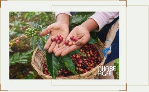 Cẩm nang cây cà phê
