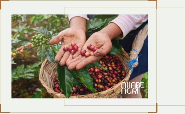 Cẩm nang cây cà phê