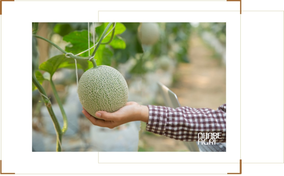 Cây dưa lưới cho bao nhiêu trái