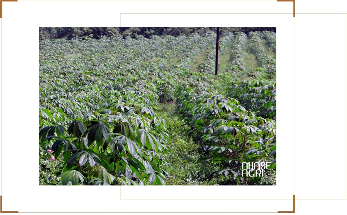 Giá củ mì hiện nay