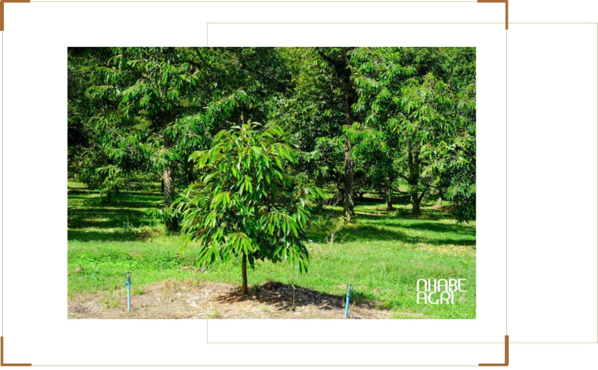 Giai đoạn cây sầu riêng 1 năm tuổi