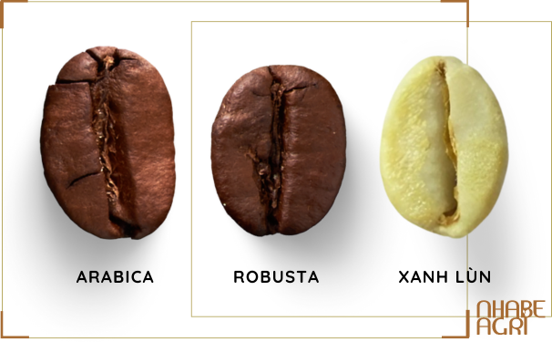 Giống Cà phê