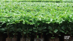 Giong ca phe xanh lun TS5