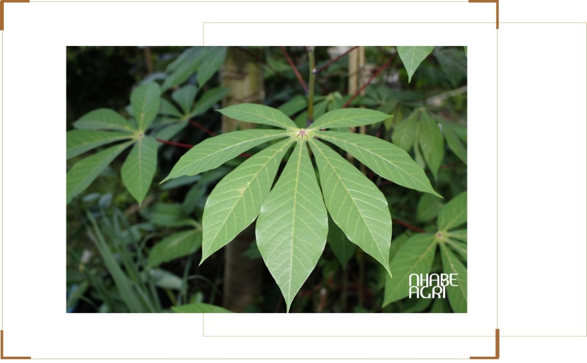 Khuyến nghị thực tế và kinh nghiệm cho người trồng mì