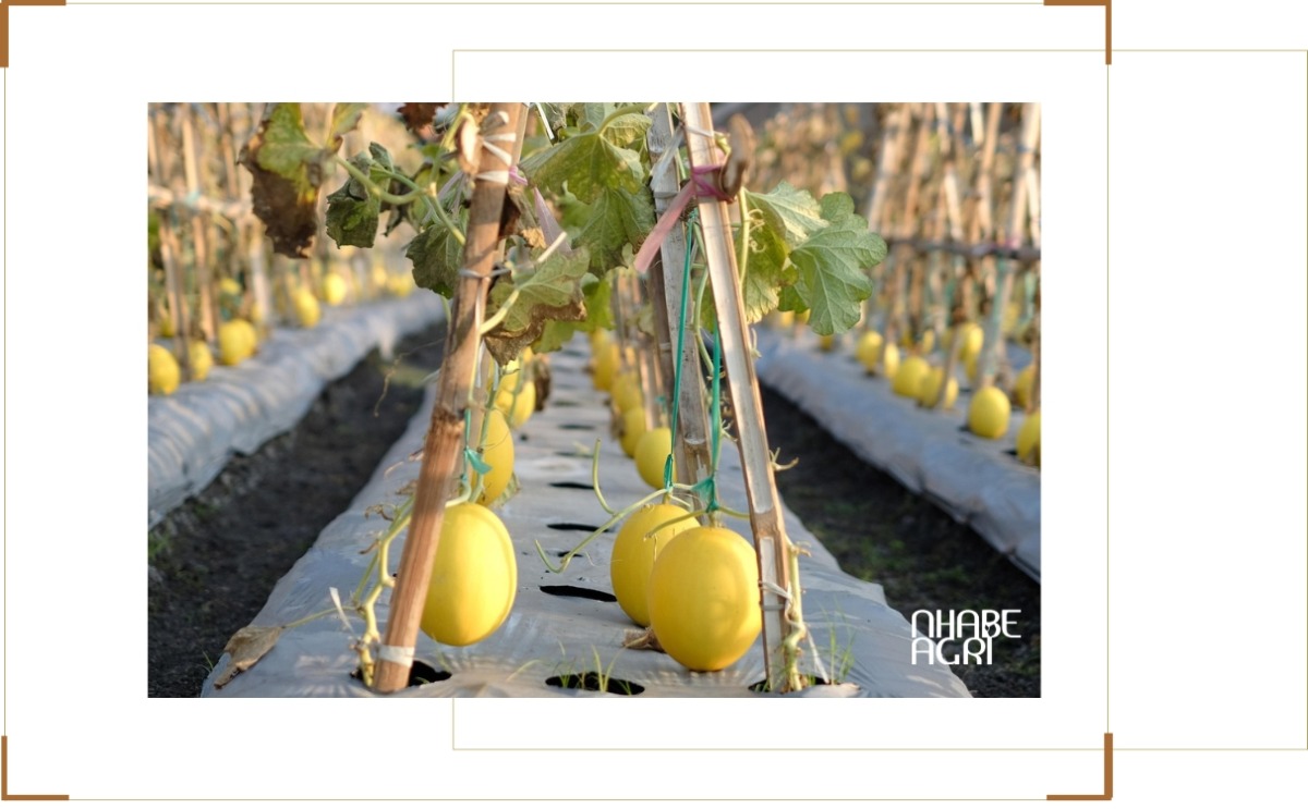 Kinh nghiệm khi trồng dưa lưới