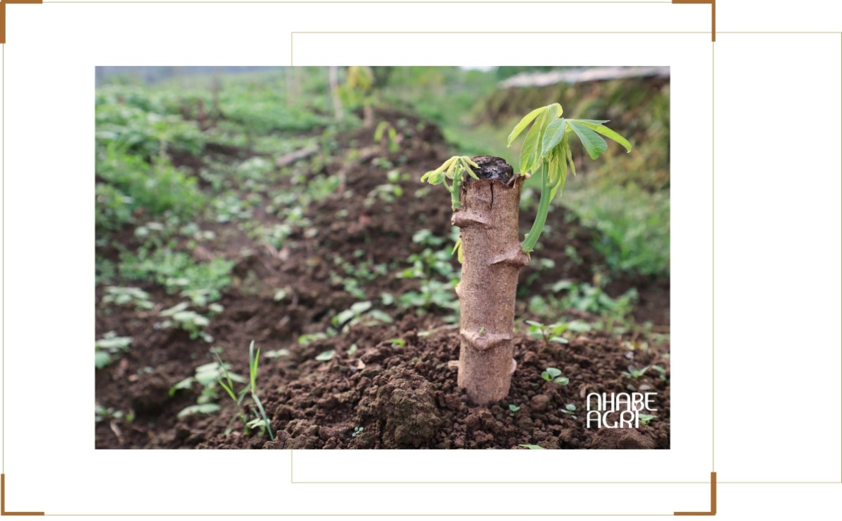 Kỹ thuật trồng cây mì