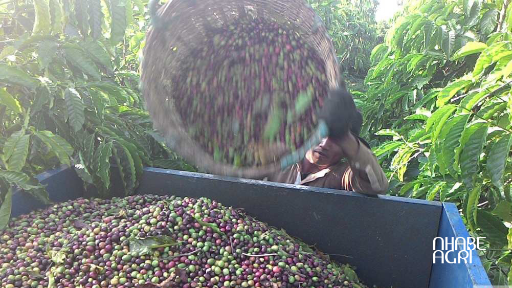 Ky thuat trong va cham soc cay ca phe xanh lun