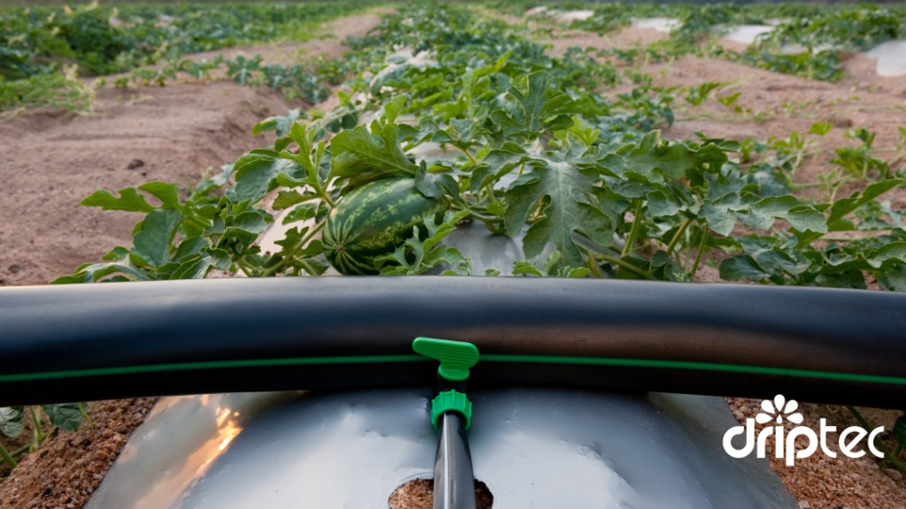 Lợi ích áp dụng hệ thống tưới nhỏ giọt kết hợp với màng phủ nông nghiệp 24 Lợi ích áp dụng hệ thống tưới nhỏ giọt kết hợp với màng phủ nông nghiệp