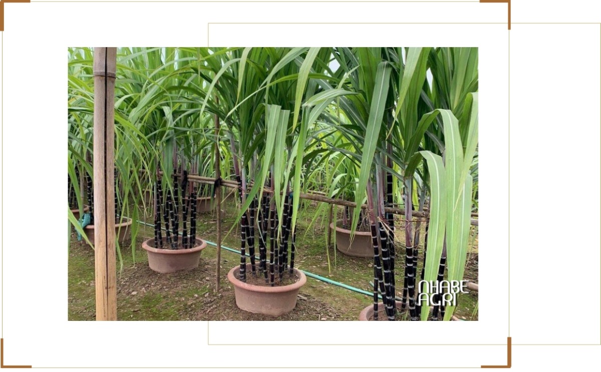 Cây mía mini bonsai