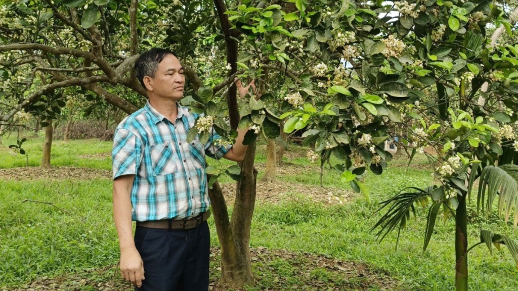 Mo-hinh-tuoi-buoi-tu-dong-tai-Thanh-Hoa