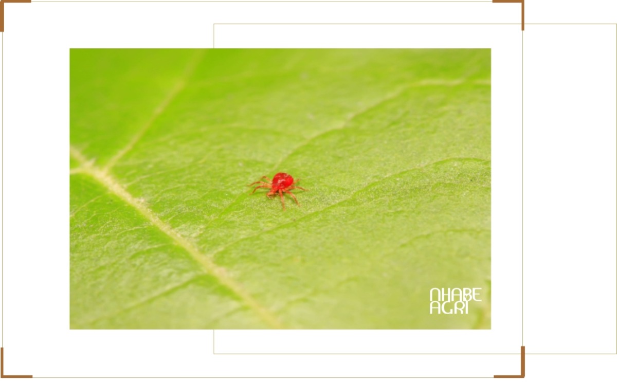 Nhện đỏ trên cây dưa lưới