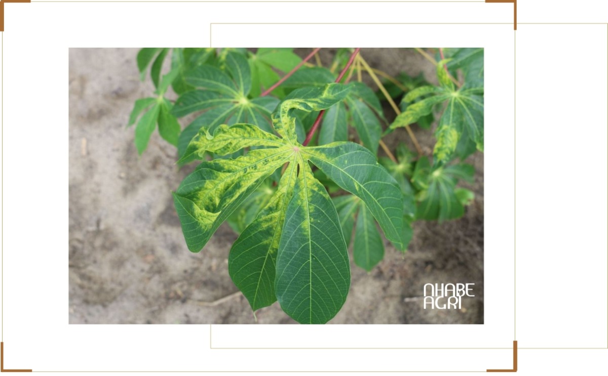 Phòng trừ sâu bệnh trên cây mì