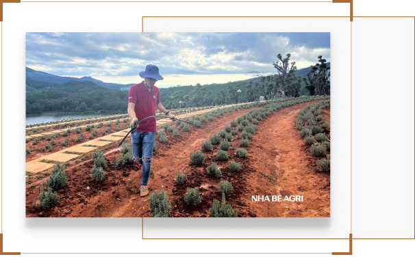 Thi cong he thong tuoi tu dong chuyen nghiep Nha Be Agri