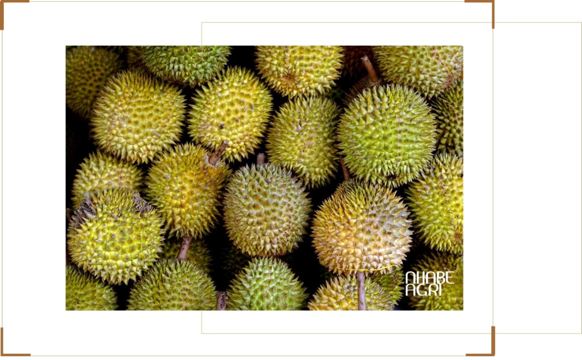 Thị trường sầu riêng