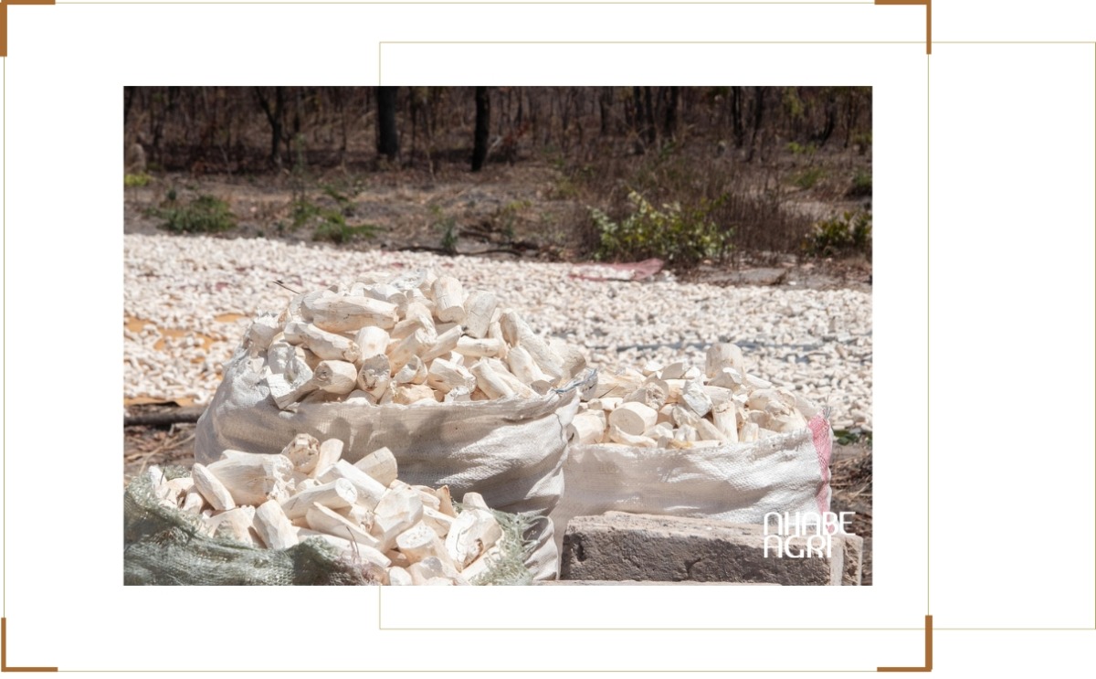 Thu hoạch và bảo quản củ mì - phơi khô củ mì