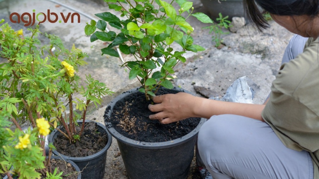 Top 10 việc làm ngành bảo vệ thực vật đang tuyển dụng nhiều nhất hiện nay 6 Top 10 việc làm ngành bảo vệ thực vật đang tuyển dụng nhiều nhất hiện nay