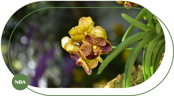 Tuoi gian hoa lan Tuoi gian hoa lan