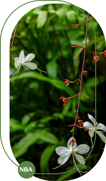 Tuoi lan rung Tuoi lan rung