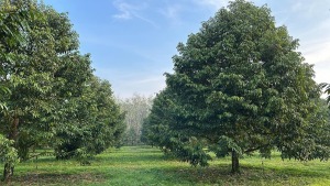 vườn cây sầu riêng