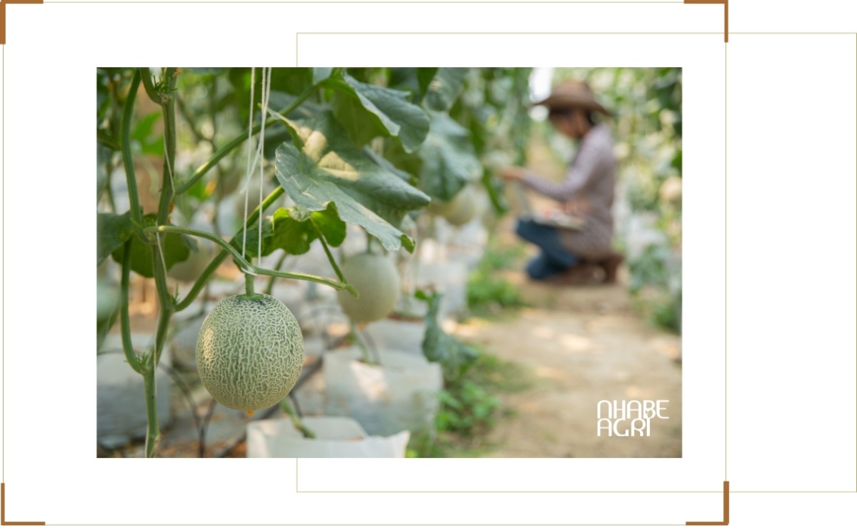 Xu hướng trồng dưa lưới tại Việt Nam và Thế giới