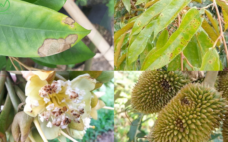 Triệu chứng bệnh thán thư trên sầu riêng 1