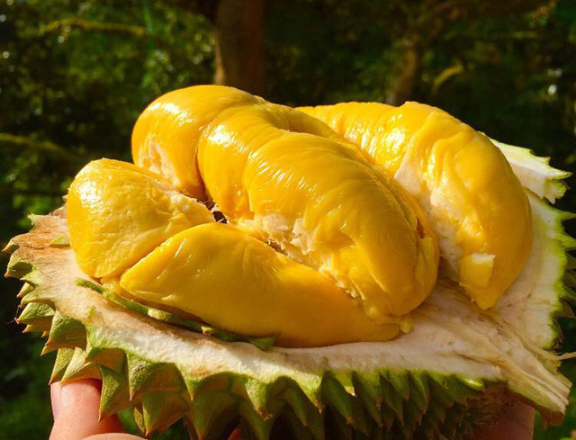 Cây giống sầu riêng Musang King 1