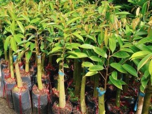 cây giống sầu riêng Ri6