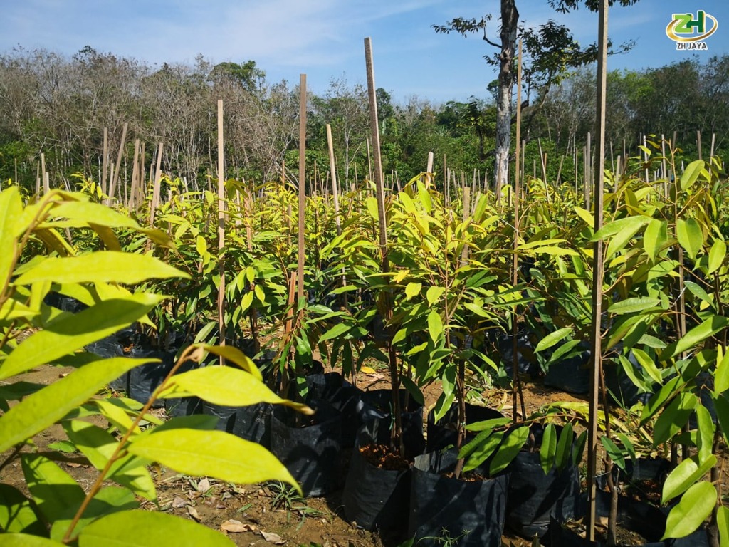 Cây giống sầu riêng Musang King có gì đặc biệt? 25 cây giống sầu riêng Musang King