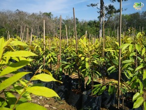 cây giống sầu riêng Musang King