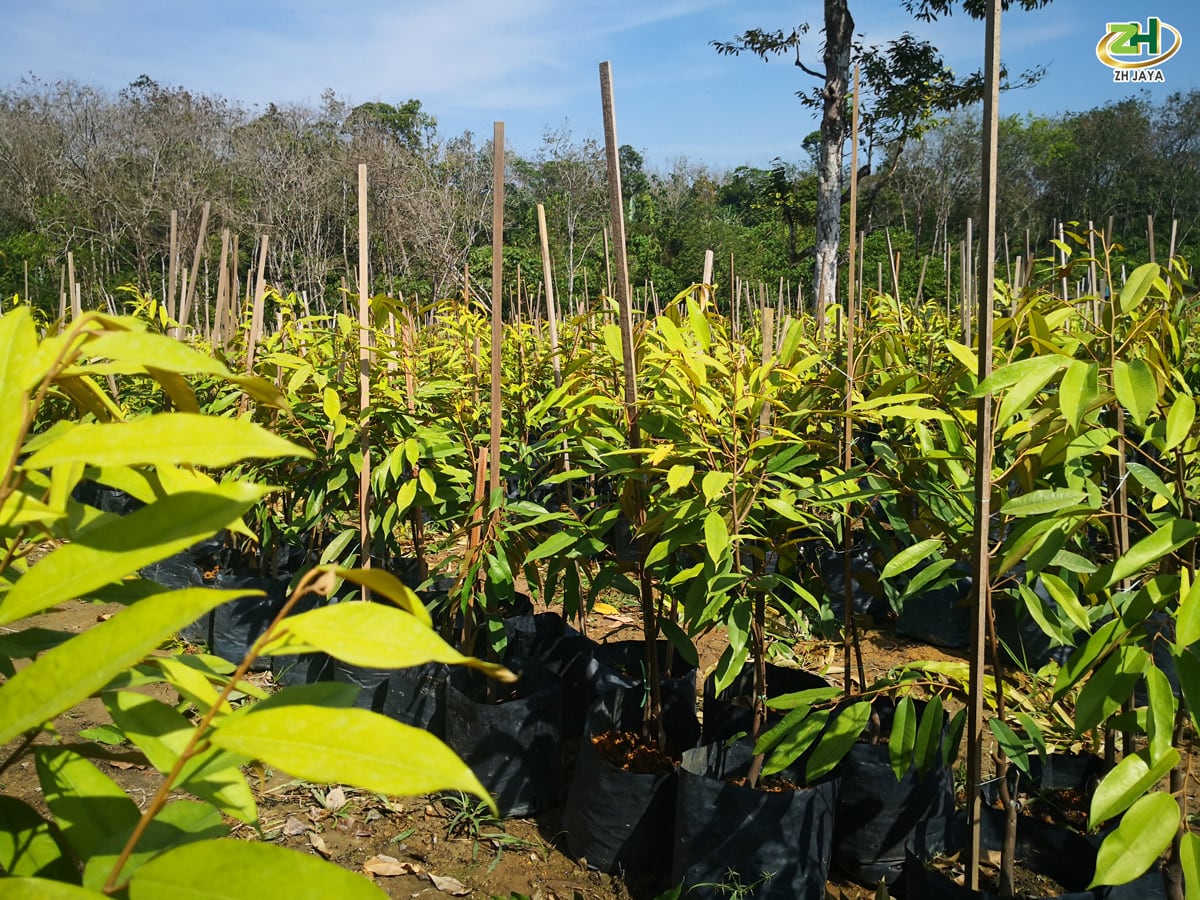 Cây giống sầu riêng Musang King có gì đặc biệt? Giá bao nhiêu và mua ở đâu? 1 cây giống sầu riêng Musang King