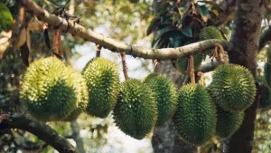 bệnh hại trên sầu riêng1