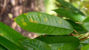 Benh dom mat cua tren cay sau rieng 1