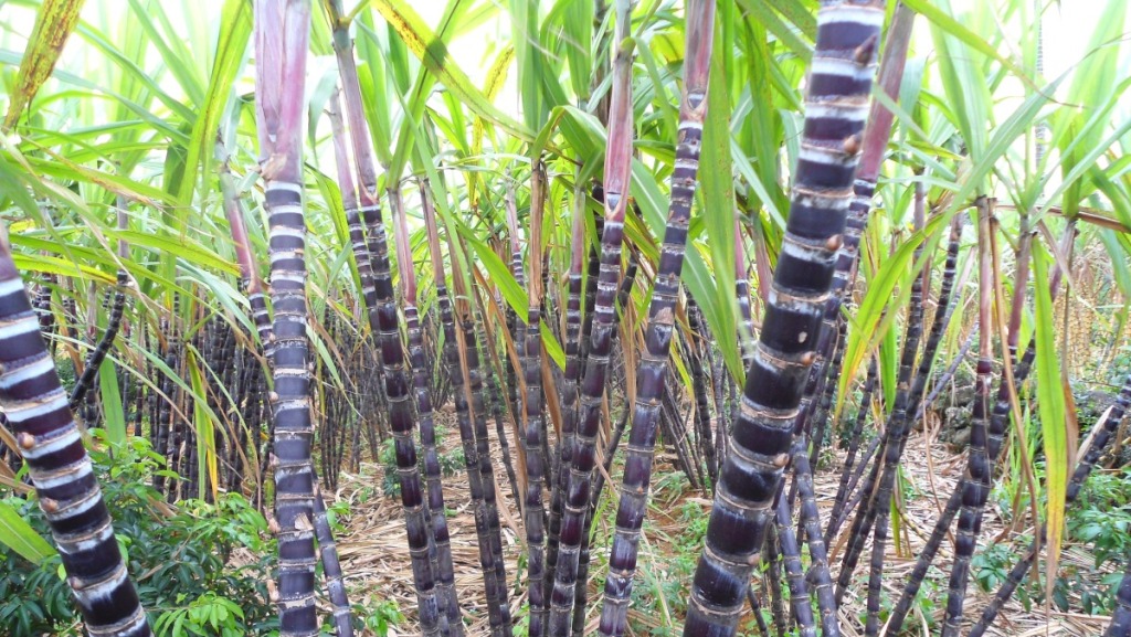 Bệnh hại trên cây mía thường gặp 13 Benh hai tren cay mia