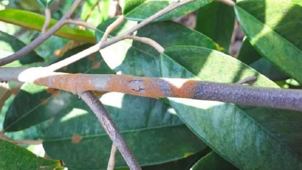 Bệnh nấm hồng trên cây sầu riêng 18 Benh nam hong tren cay sau rieng