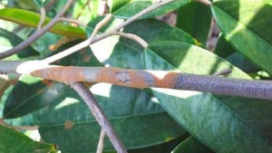 Benh nam hong tren cay sau rieng