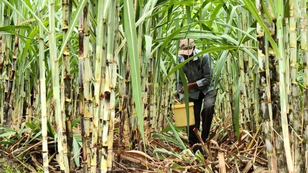 Cac loai giong mia 1