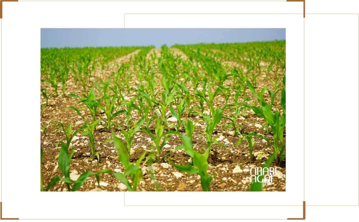 Cách trồng ngô và thời vụ trồng