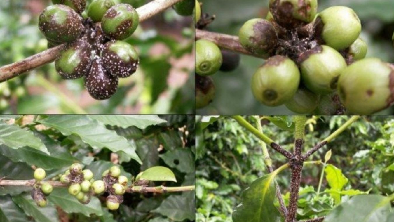 Các loại bệnh trên cây cà phê cần lưu ý 2 Các loại bệnh hại trên cây cà phê 3