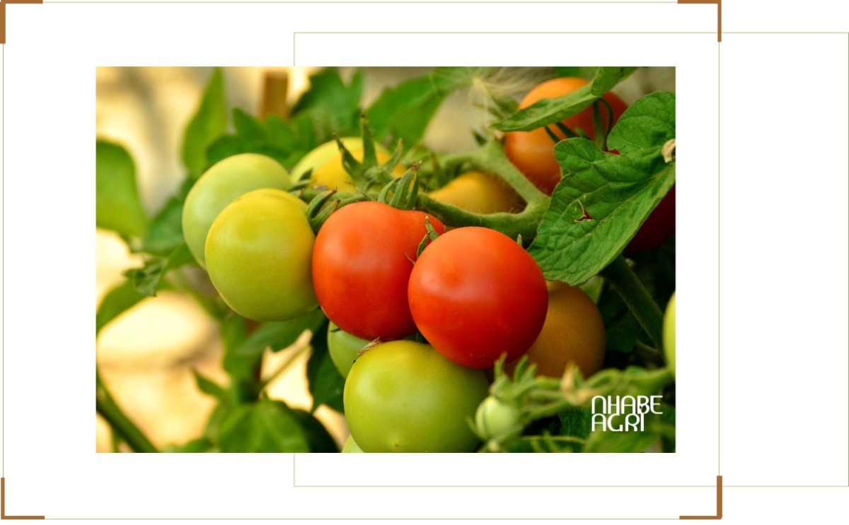 Giai đoạn phát triển và kinh doanh cây cà chua