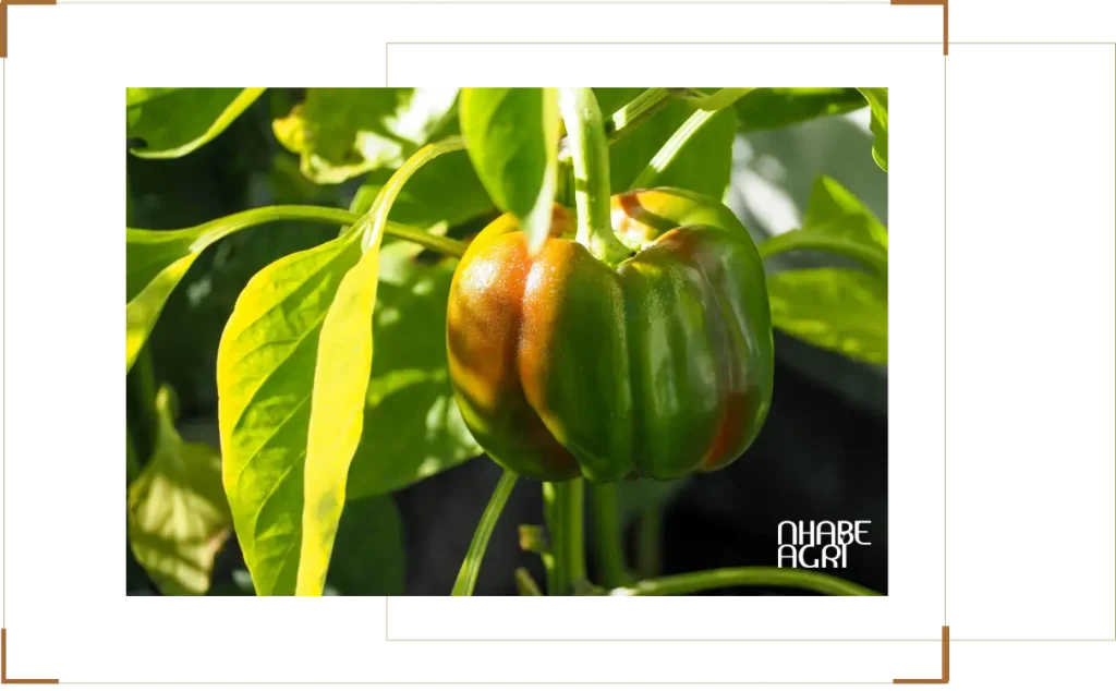 Giới thiệu tổng quan cây ớt