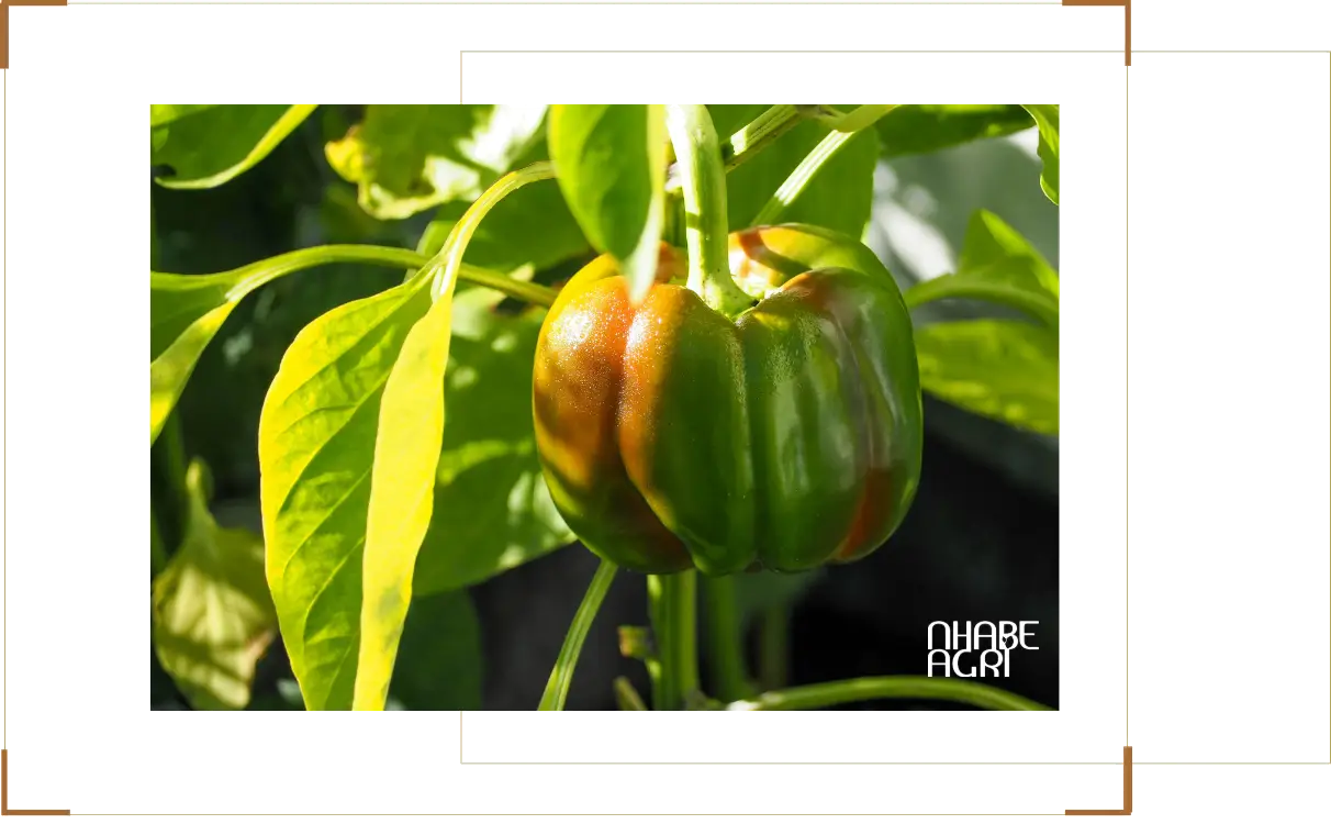 Giới thiệu tổng quan cây ớt