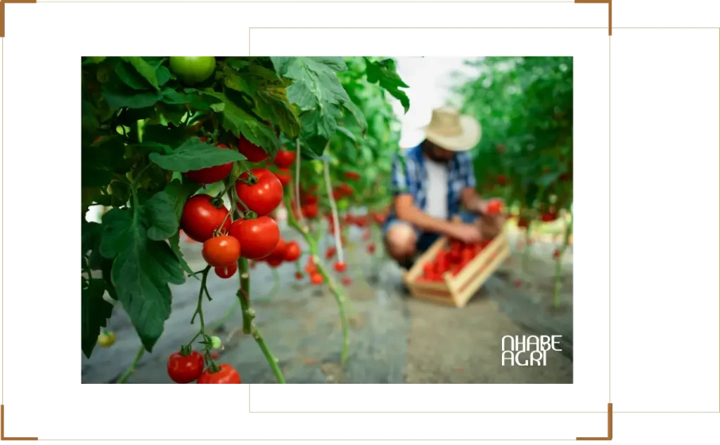 Giới thiệu tổng quan về cây cà chua